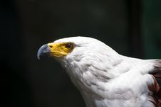 Eagle Stock Photos Eagle Stock Photos