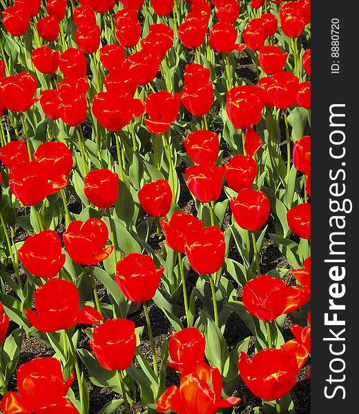 Red tulips in the sun