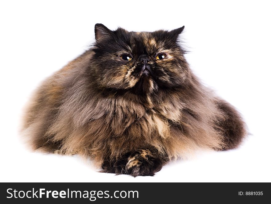 Portrait of a persian cat on a white background. Studio shot.