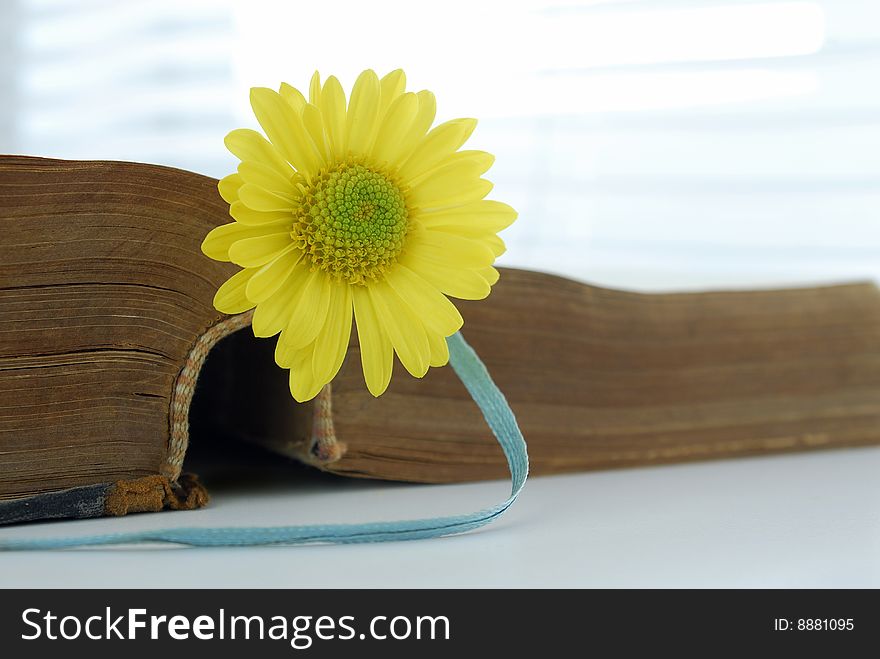 Daisy flower and old thick book. Daisy flower and old thick book