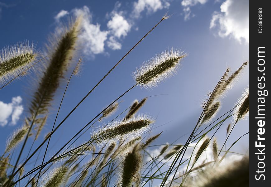 Long grasses in a field swaying in the wind with blue sky background. Long grasses in a field swaying in the wind with blue sky background