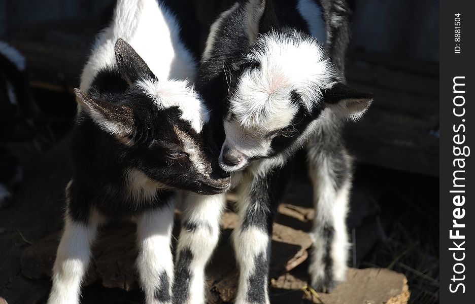Two little goats to be affectionate towards each other. Two little goats to be affectionate towards each other.