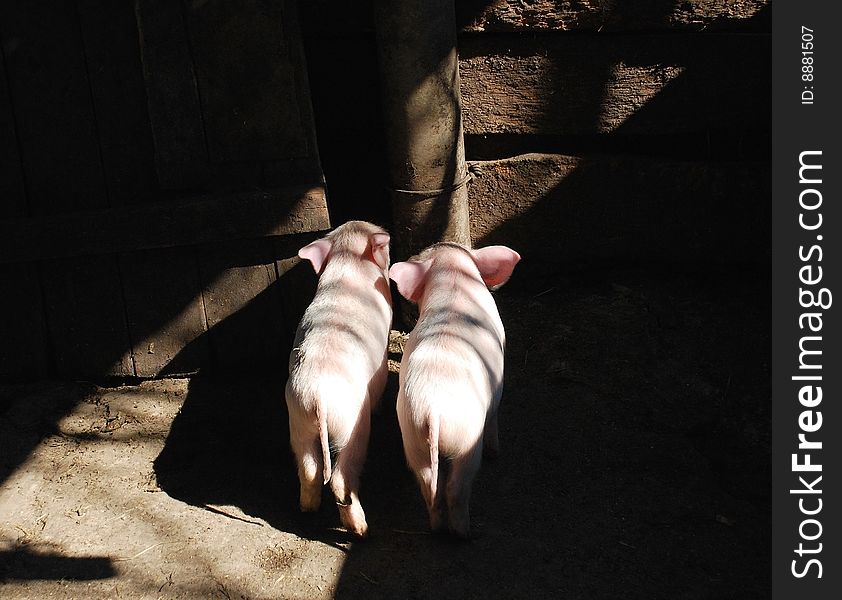 Small piglet on a farm.  baby pigs.