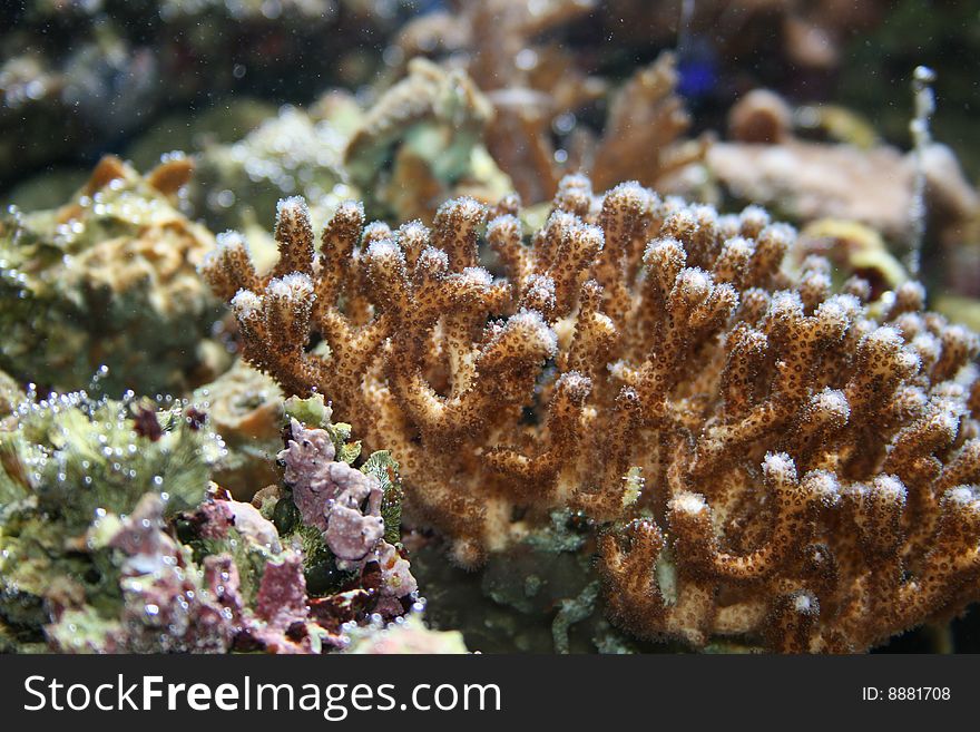 Different coral in the sea