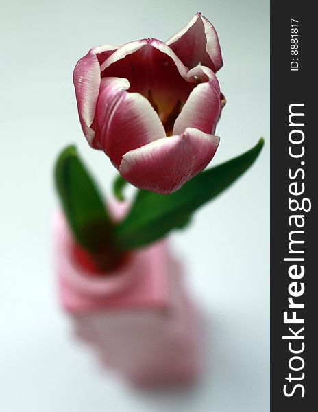 Pink tulip in the vase on a light background