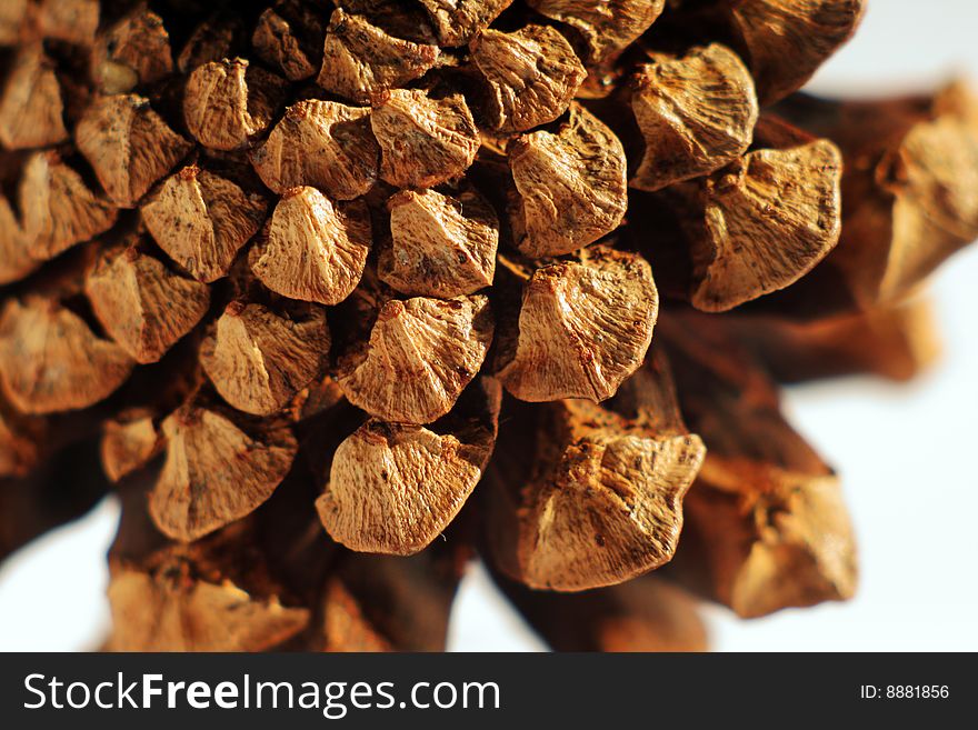 The coniferous tree cone - pines ordinary. Scales of a dragon. Largely. A white background.
