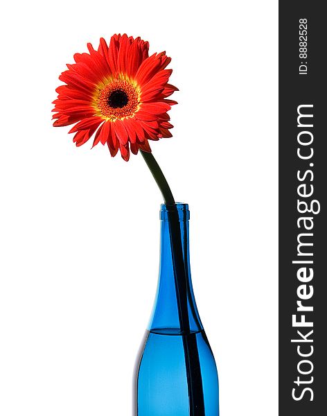 Red bright flower in blue bottle isolated on white. Red bright flower in blue bottle isolated on white