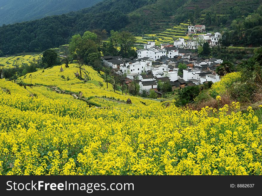 Scenic rape flower in summer.