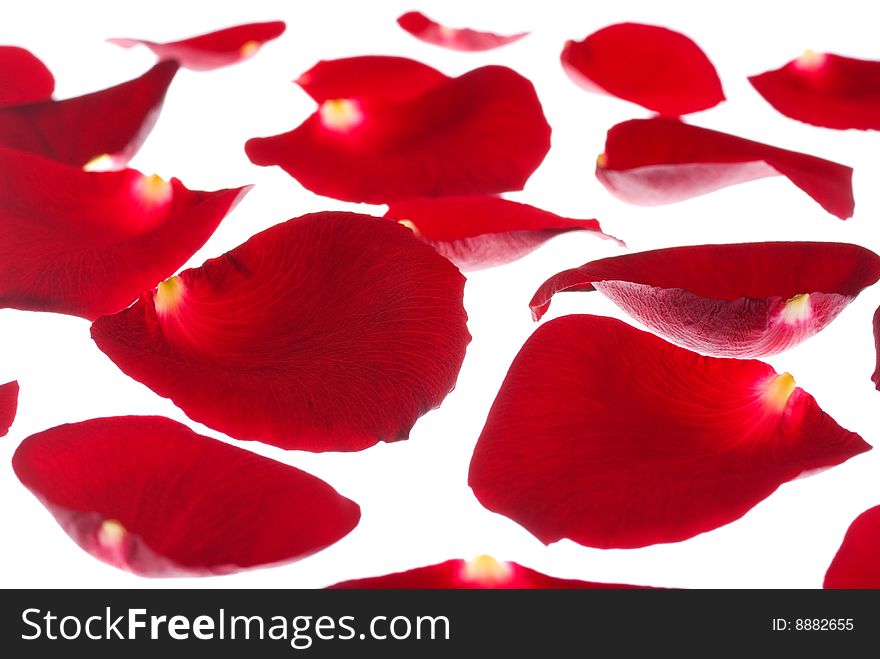 Many red rose petals isolated on white background
