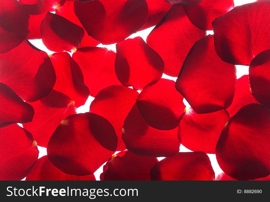 Many red rose petals isolated on white background