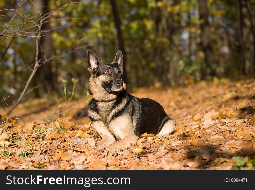 Lying mongrel dog in autumn forest. Lying mongrel dog in autumn forest