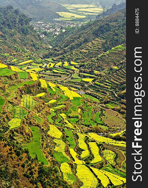 terrace field overgrow with yellow rape. terrace field overgrow with yellow rape