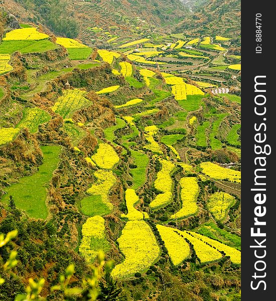 Terrace field overgrow with yellow rape. Terrace field overgrow with yellow rape