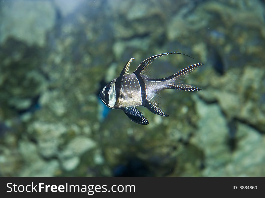 Pajama Cardinalfish