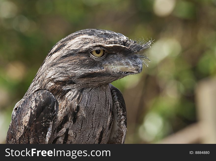 Podargus srigoides. A neonave bird native to Tasmania. Podargus srigoides. A neonave bird native to Tasmania.