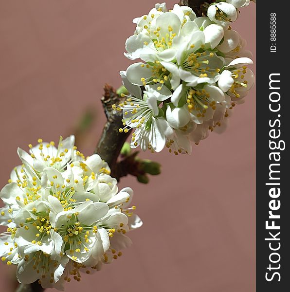 Blooming plum tree branch -(Prunus cultivar). Blooming plum tree branch -(Prunus cultivar)