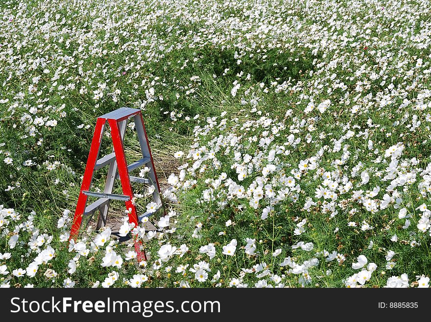 Red Stair & White Flowers