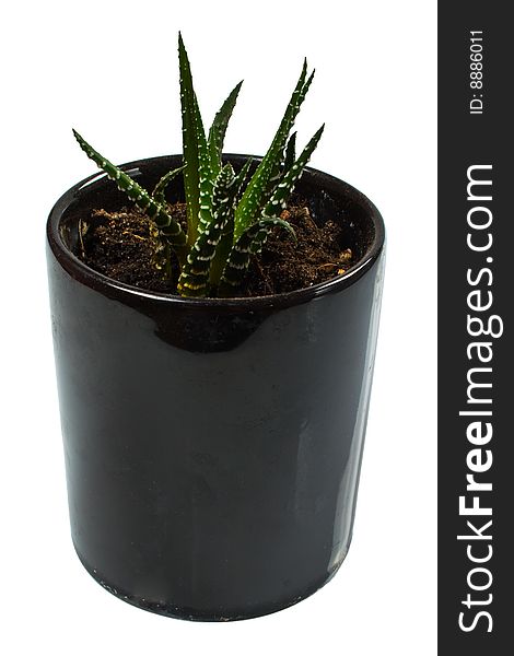 Green Plant In Black Pot