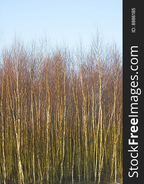 Birches against blue sky on spring
