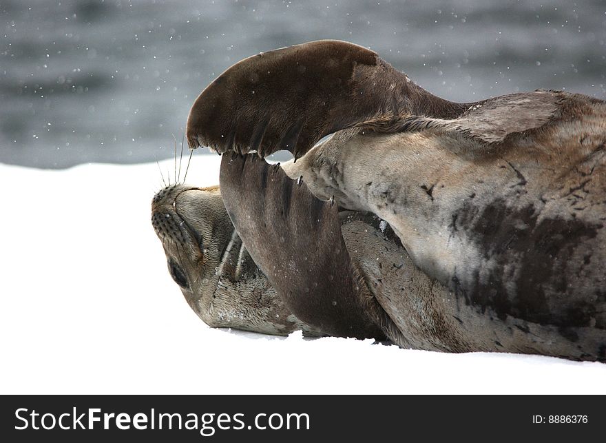 A seal  in Antarctica Continent.