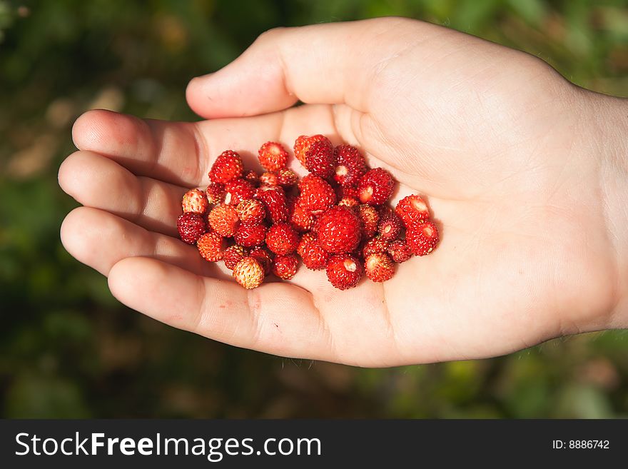 Wild strawberry in a hand. Wild strawberry in a hand