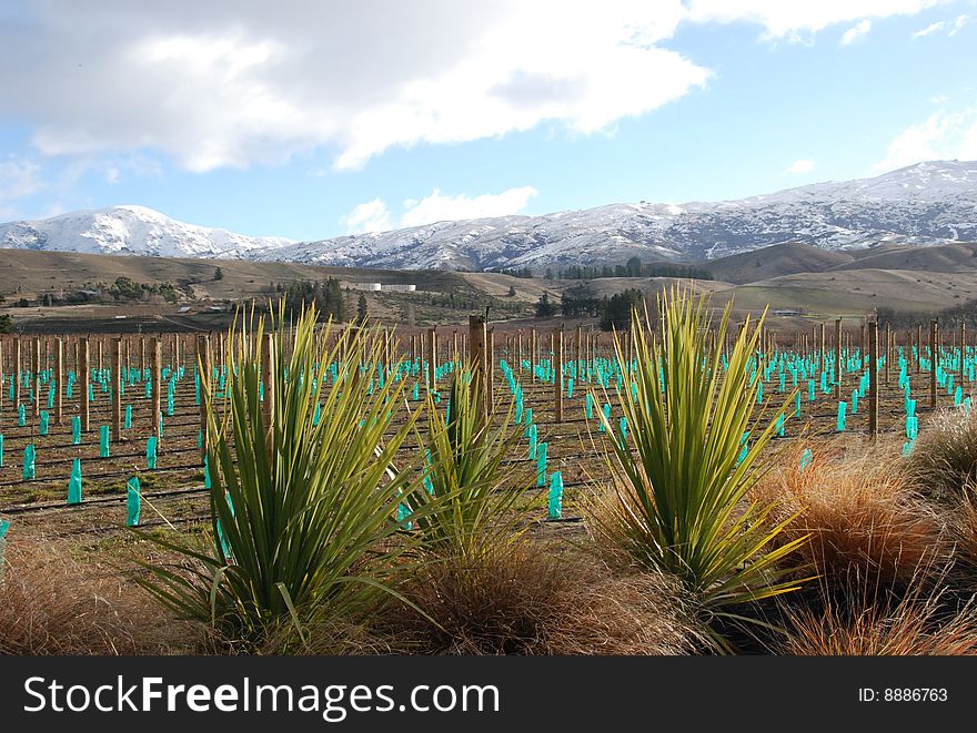 Vineyard, blue sky with snowy mountain as background, with grasses at the front. Vineyard, blue sky with snowy mountain as background, with grasses at the front