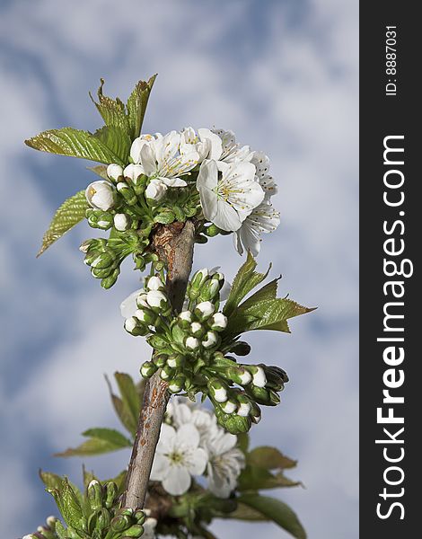 White cherry blossom against a cloudy blue sky