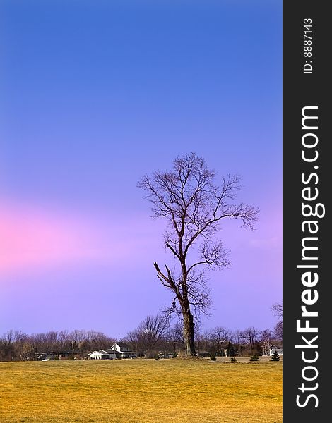 Single tall tree against colorful sky background. Single tall tree against colorful sky background