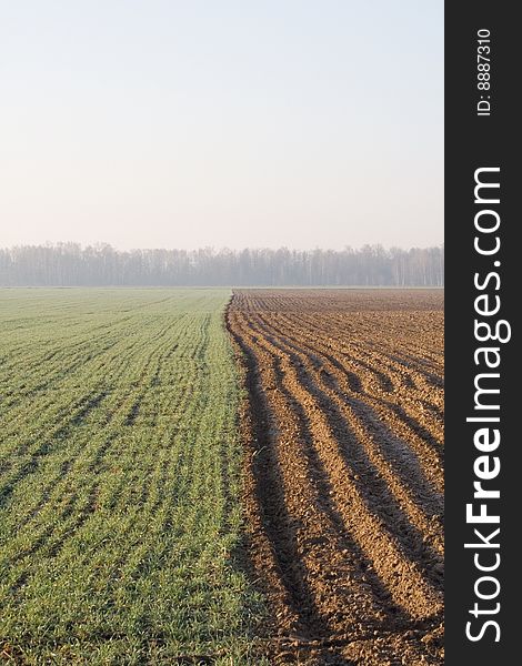 Landscape with field on spring morning