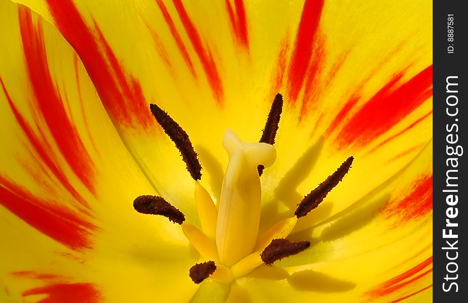 Closeup of yellow and red tulip. Closeup of yellow and red tulip