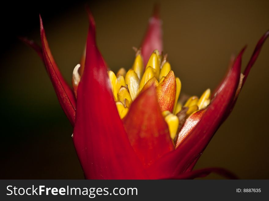 Close shot of a deep and bright red flower, strange and unusual shape and depth. Close shot of a deep and bright red flower, strange and unusual shape and depth.