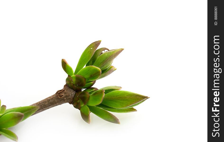 Spring branch with buds isolated on white