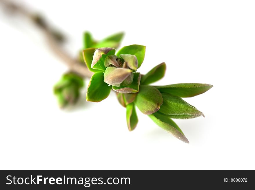 Spring branch with buds isolated on white