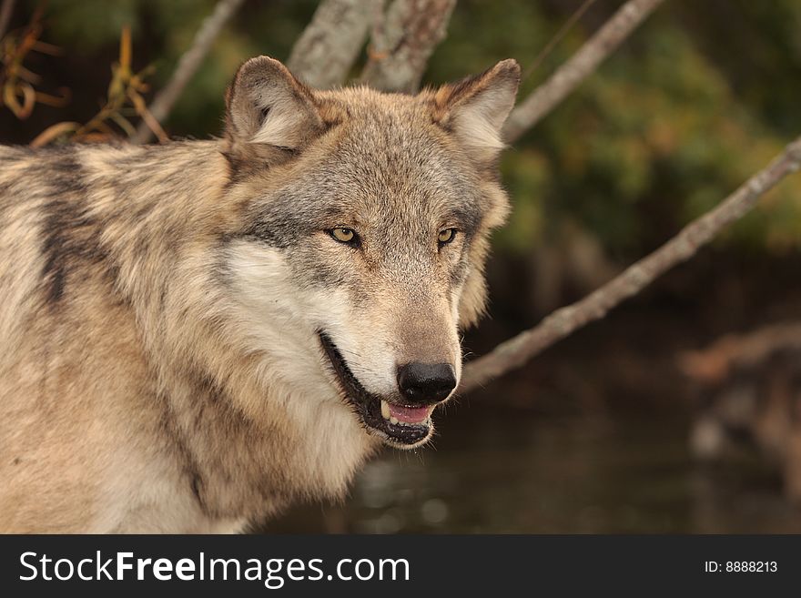 Wolf canis lupus