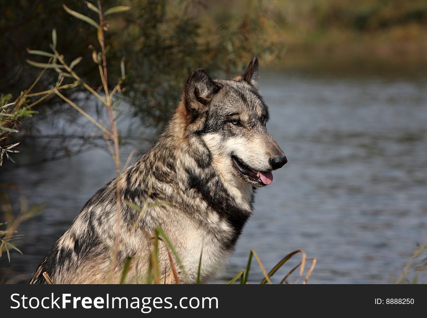 Wolf, canis lupus, portrait found in natural setting. Wolf, canis lupus, portrait found in natural setting