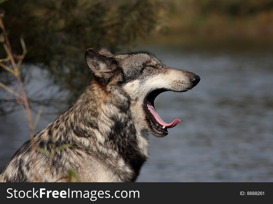 Wolf, canis lupus, portrait found in natural setting. Wolf, canis lupus, portrait found in natural setting