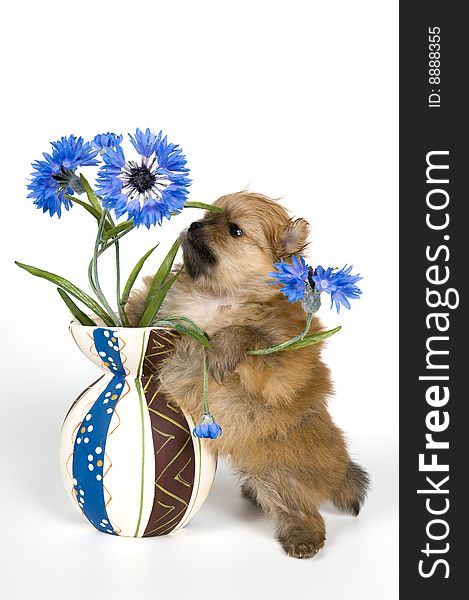 Puppy with a vase in studio