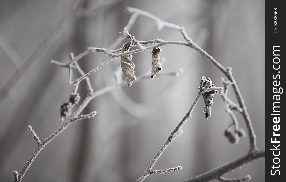 Frozen leaves and branches in an abstract image from the north woods of Minnesota.