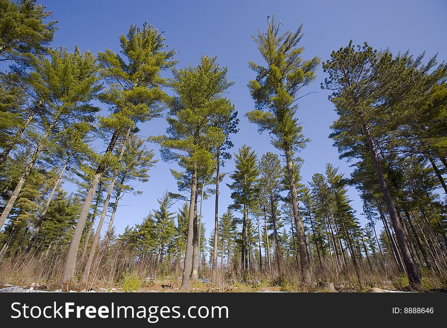 North Woods under blue sky in Northern Minnesota