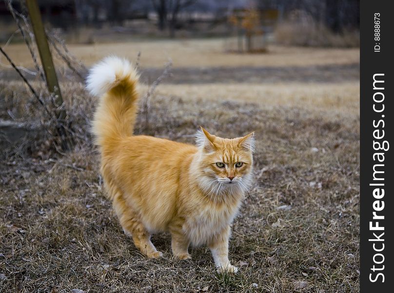 Orange tabby farmyard cat on a South Dakota Farm