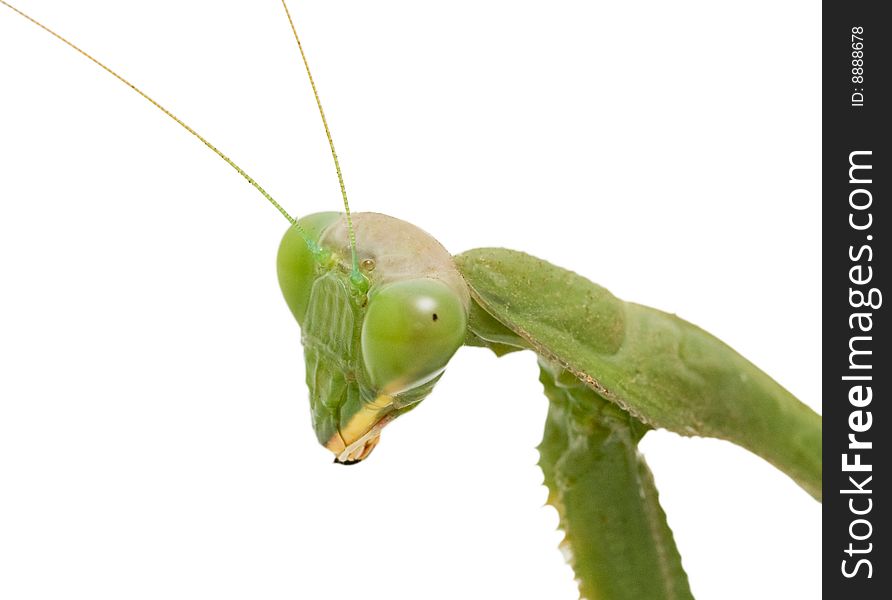 Head of green mantis isolated on white background