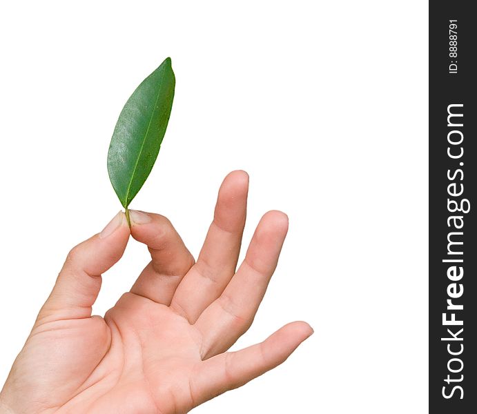 Close up of hand holding leaf isolated on white background