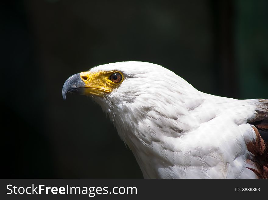 South african fish eagle head and shoulder side shot with sunlit eye