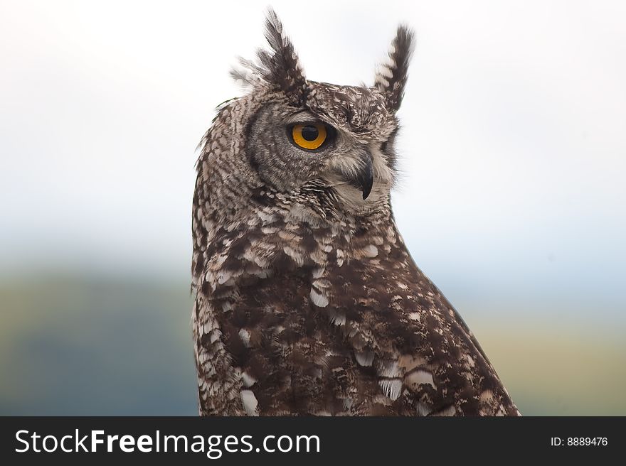 Owl with orange eyes looking over shoulder against sunny blue sky