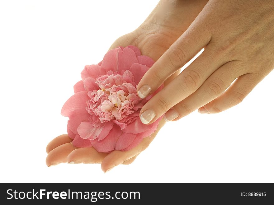 Hands keep a flower of camellia with care. Hands keep a flower of camellia with care