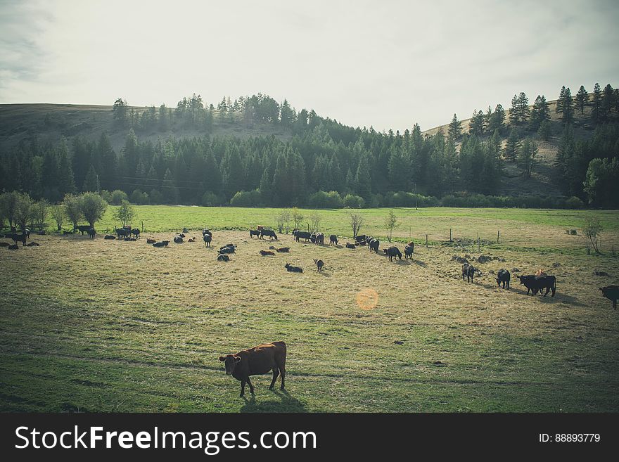 A green pasture with cows grazing. A green pasture with cows grazing.