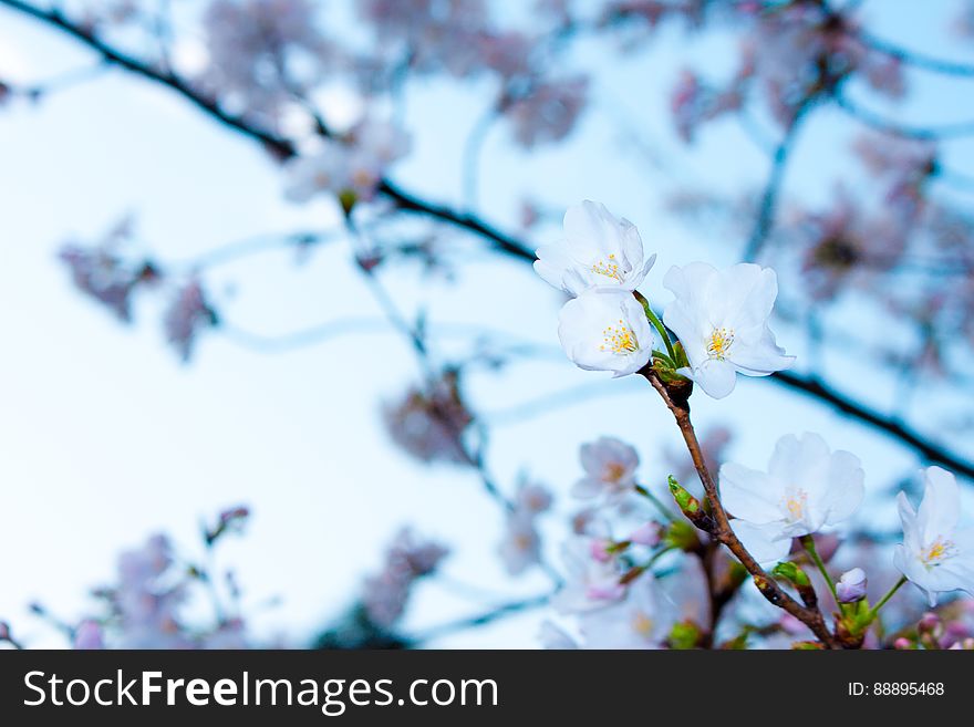 Background created by white Spring blossoms on a cherry tree viewed against a blurred, mainly white background.