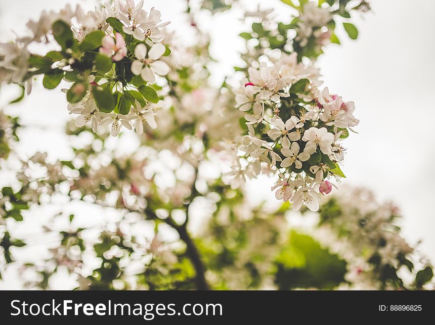 White Petaled Flowers