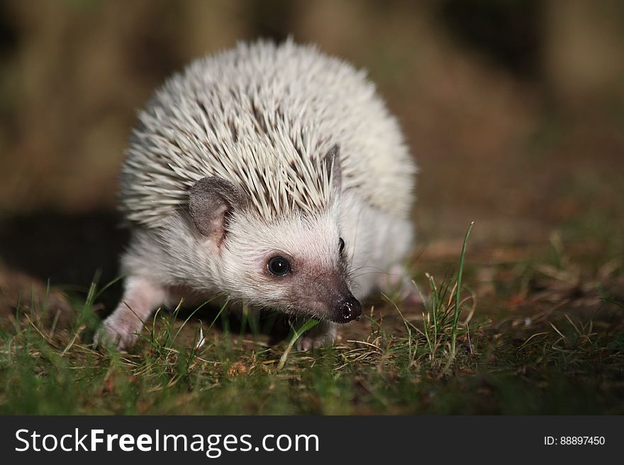 White Hedgehog in Grass