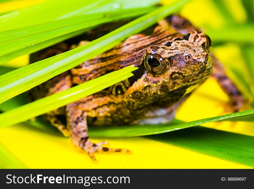 Brown and Black Frog Lying on a Green Leaf